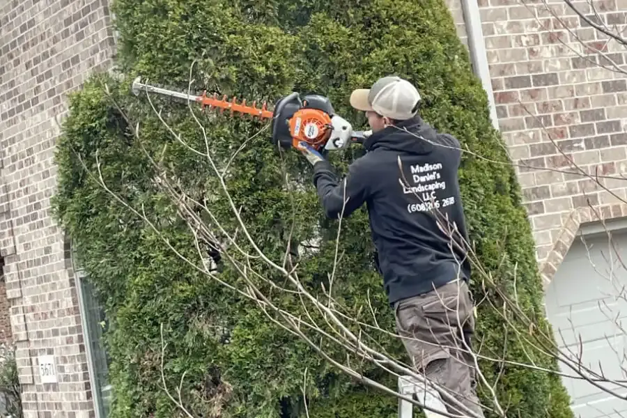 Tree Trimming